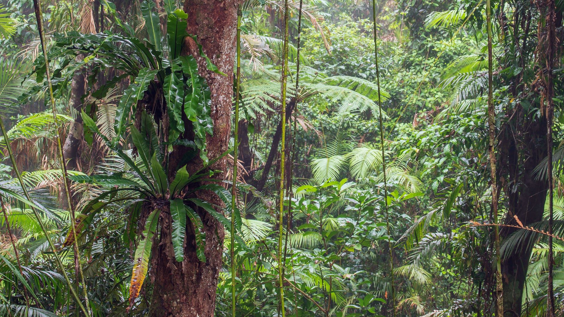 Analysis of 13,000 plant species in the Atlantic Forest shows dramatic  effects of climate change - Edge Hill University