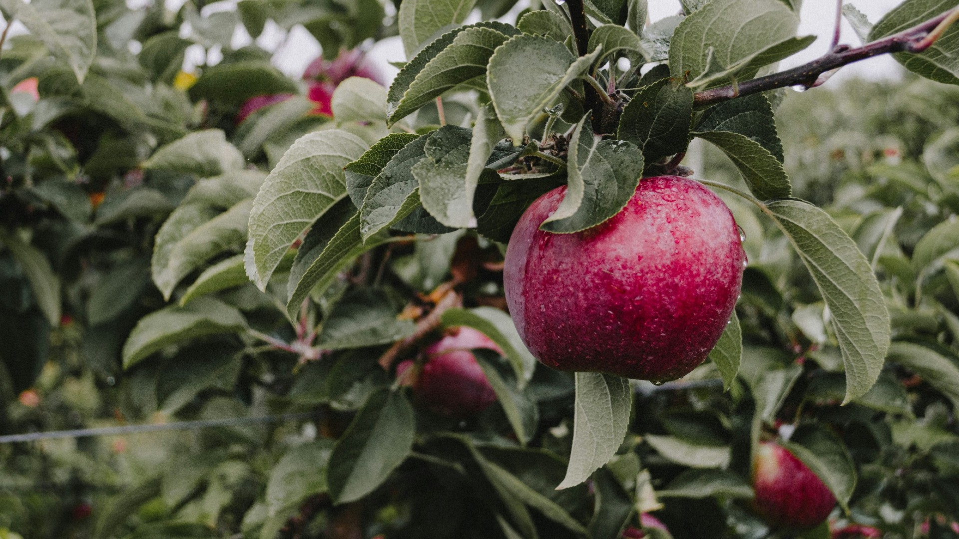 Red apple on a tree