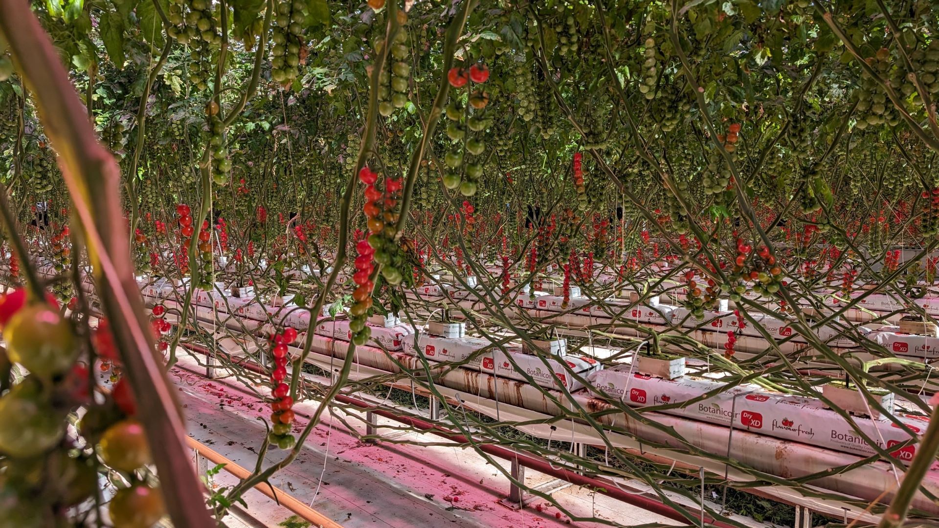 A greenhouse filled with tomato plants.